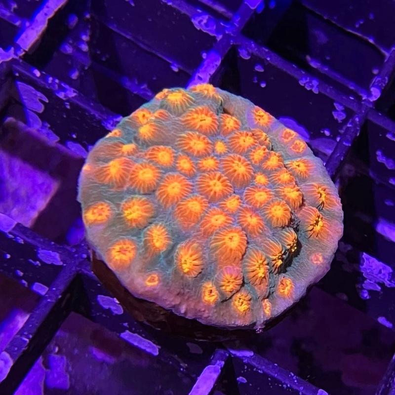 ECC Mystify Cyphastrea