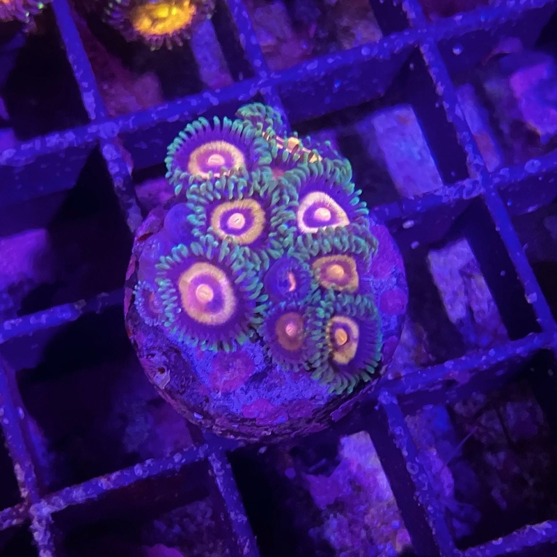 ECC Plasma Cutter Zoanthid