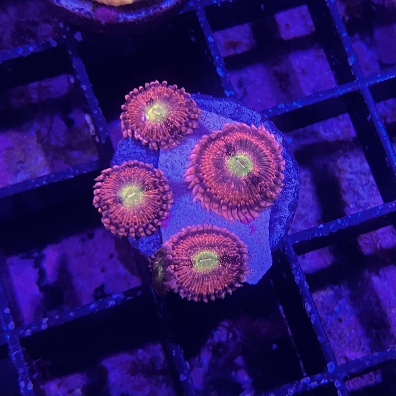 ECC Playboy Bunny Zoanthid