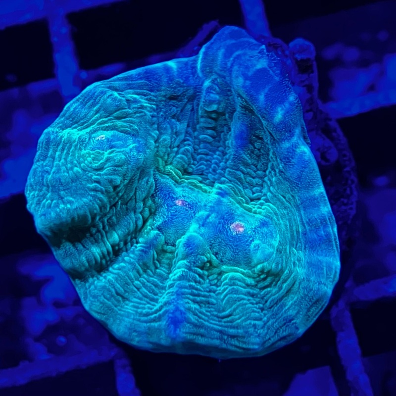 ECC Toxic Meltdown Chalice