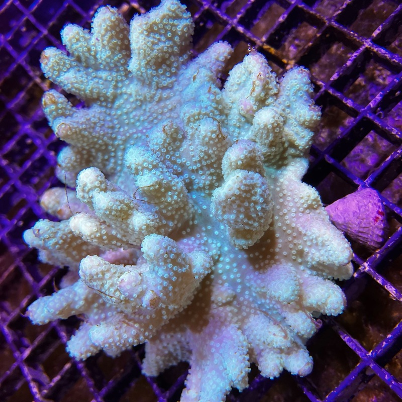 Fiji Ultra Green Lobophytum