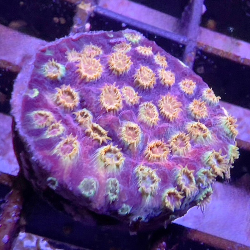 Flaming Plum Cyphastrea