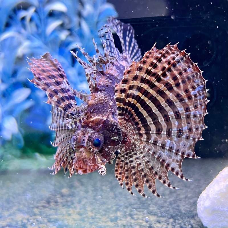 Fuzzy Dwarf Lionfish (Venomous)