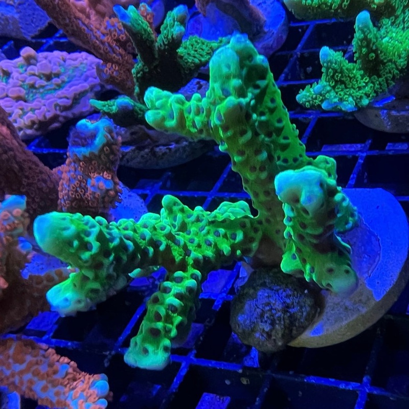 Green Anacropora