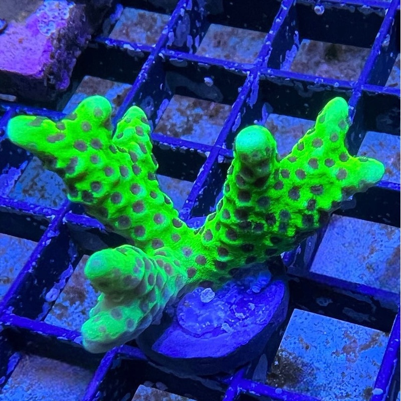 Green Anacropora - Value Size