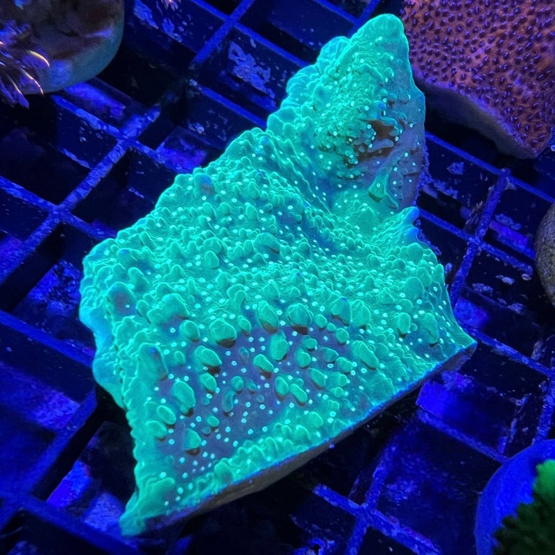 Green Eggs & Ham Montipora