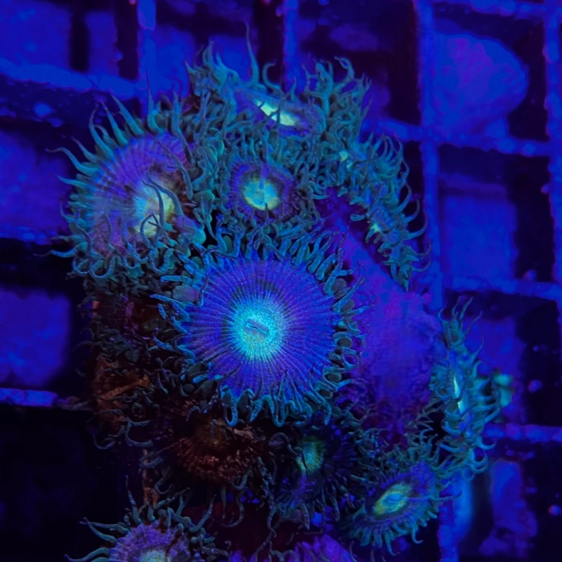 Green Eyed Lady Zoa