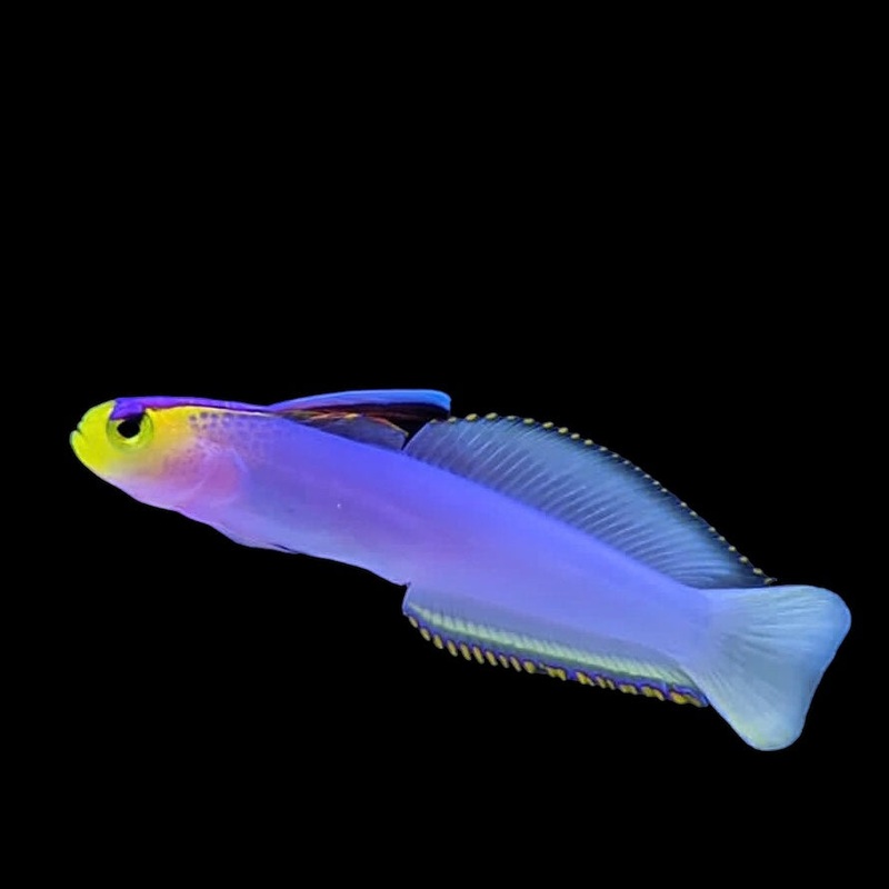 Helfrichi Firefish