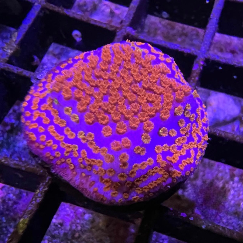 Hellfire Montipora