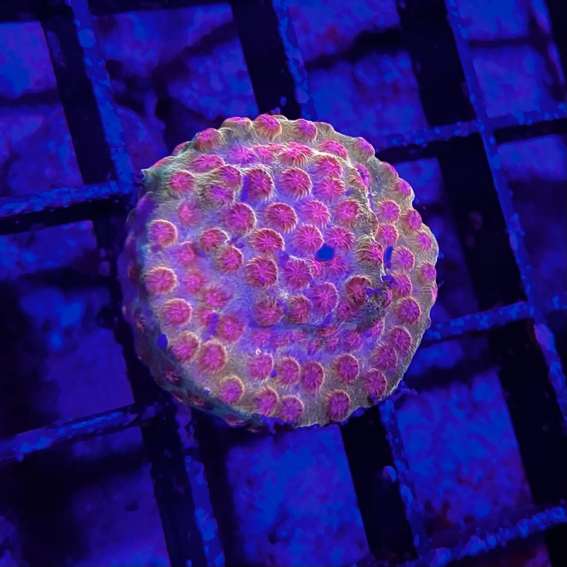 Jason Fox Spellbound Cyphastrea