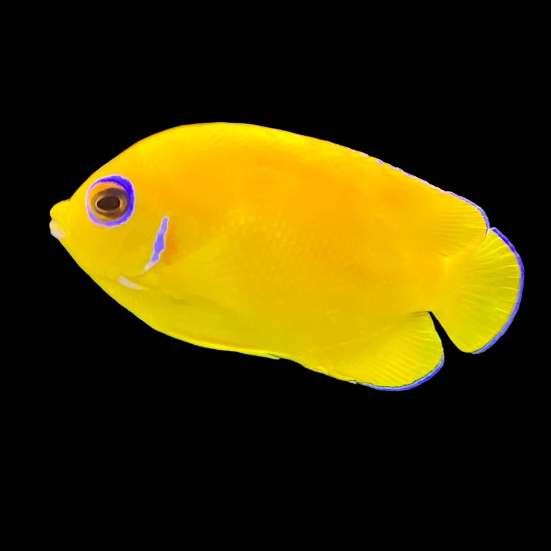 Lemonpeel Angel