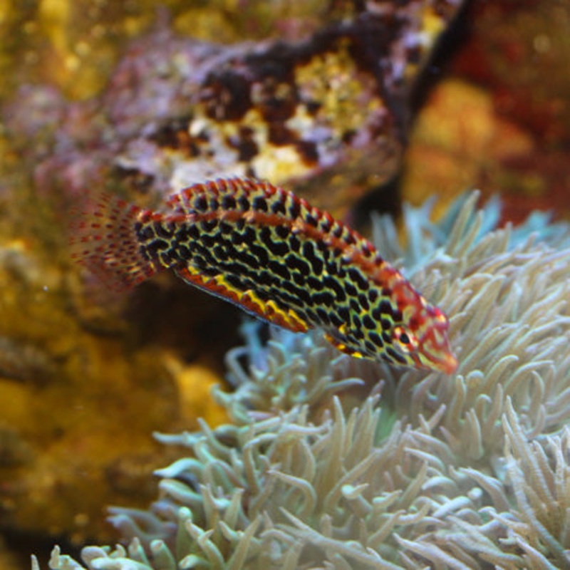 Leopard Wrasse