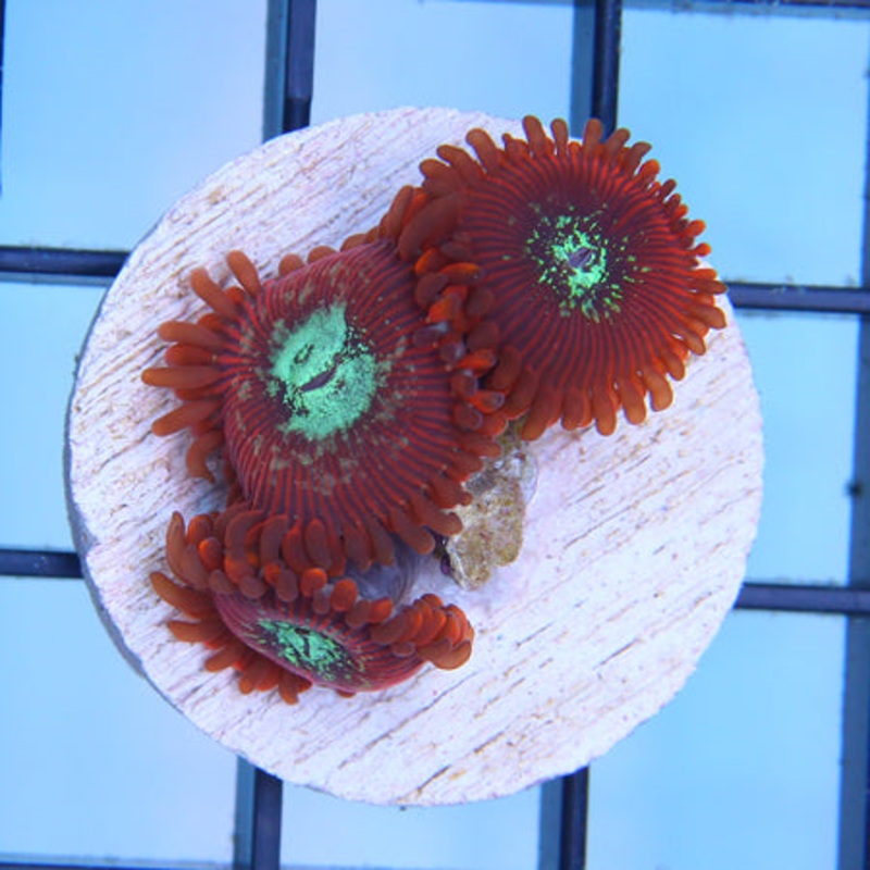 Magician Paly Frag - Value Size