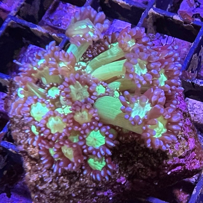 Medusa Goniopora Frag