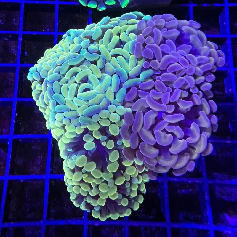 Multicolor Branch Hammer Garden