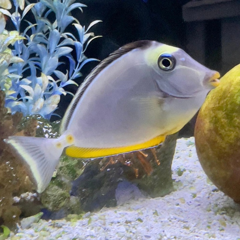 Naso Tang
