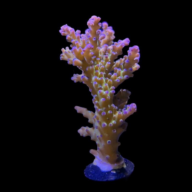 ORA Indiglow Acropora
