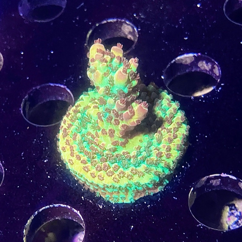 PC Rainbow Acropora