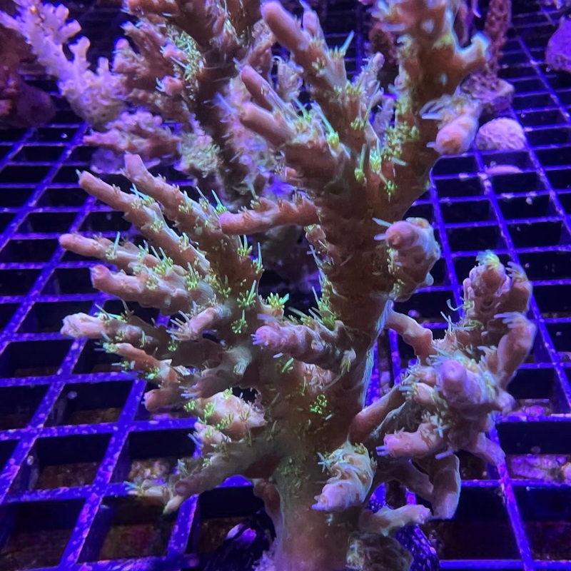Pinky The Bear Acropora