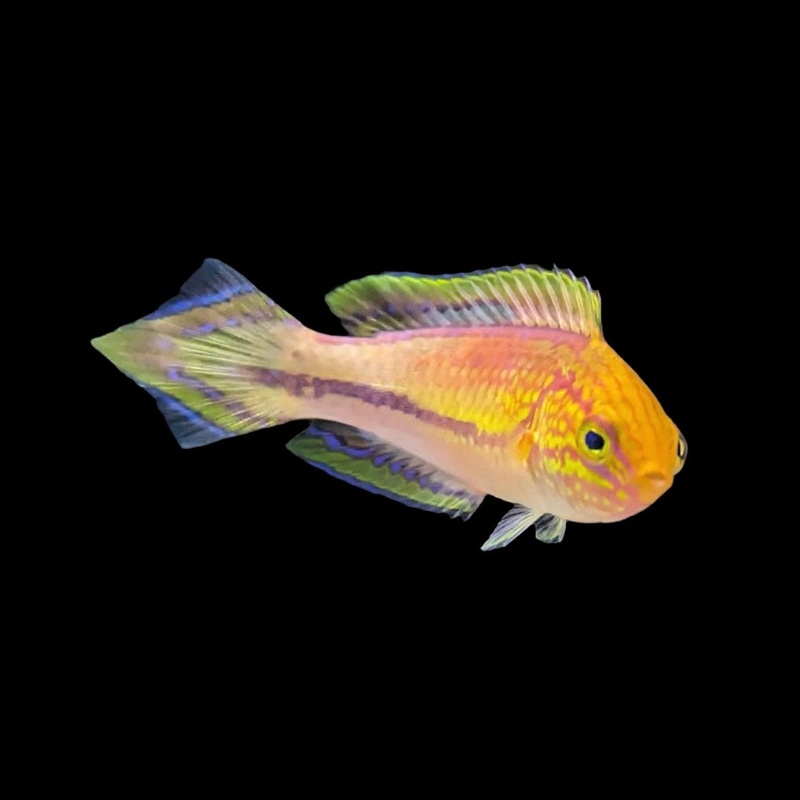 Pintail Fairy Wrasse - In-Store Pickup Only