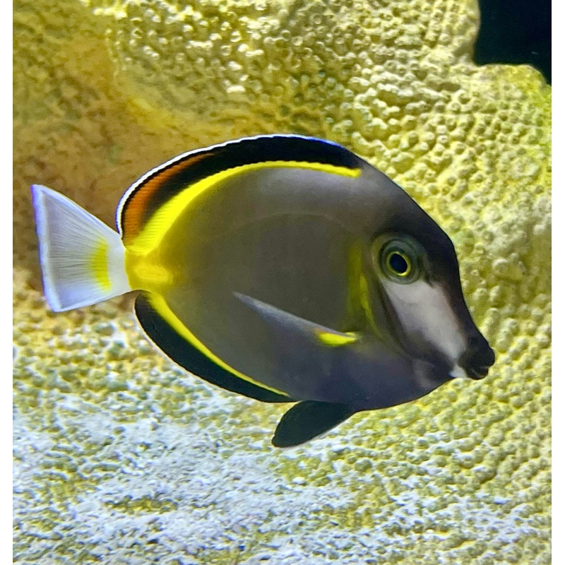 Powder Brown Tang