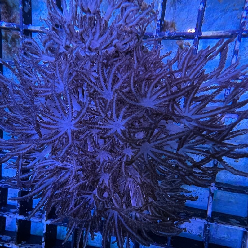 Pulsing Xenia - Value Size