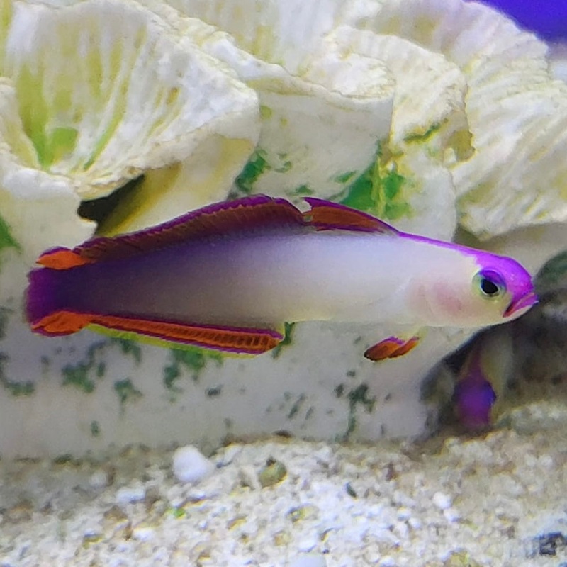 Purple Firefish