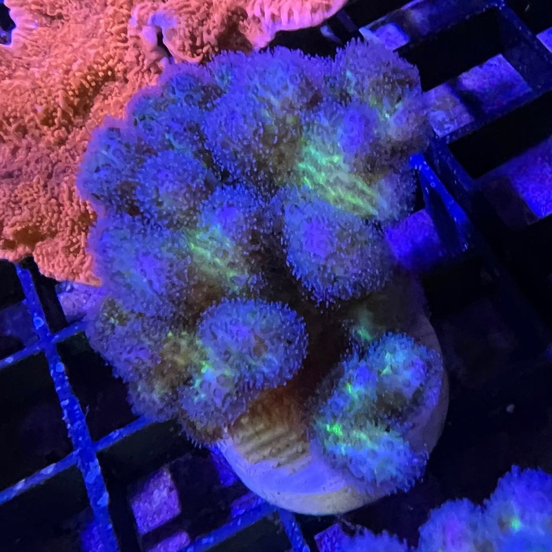 Rainbow Pocillopora