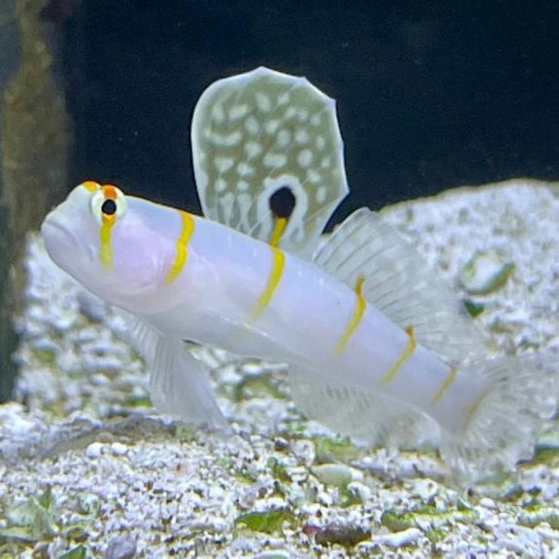 Randall's Prawn Goby