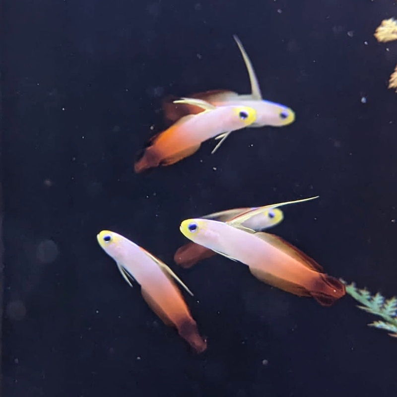 Red Firefish