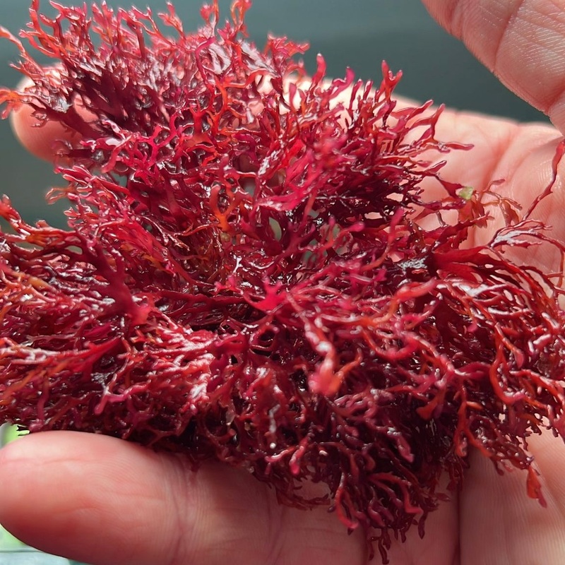 Red Gracilaria Algae