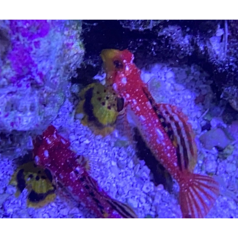 Ruby Red Dragonet