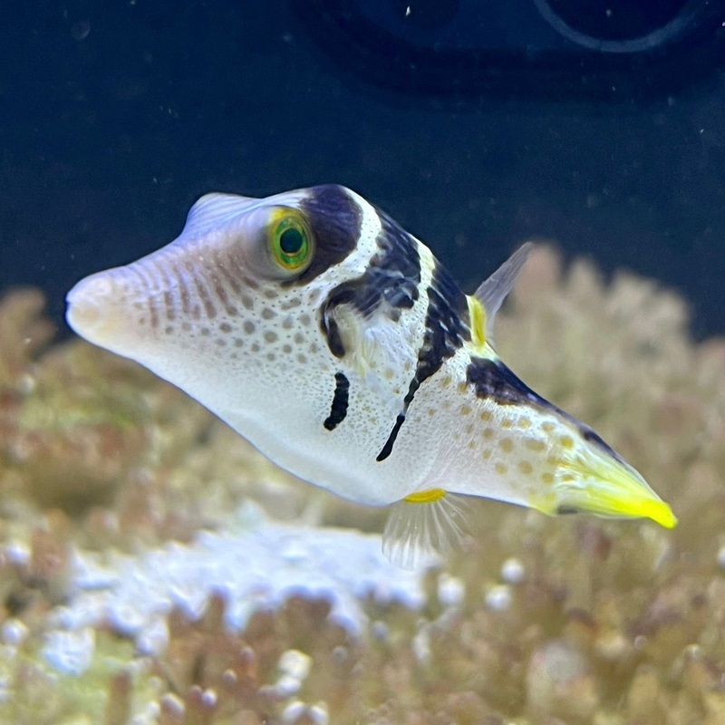 Saddle Valentini Puffer