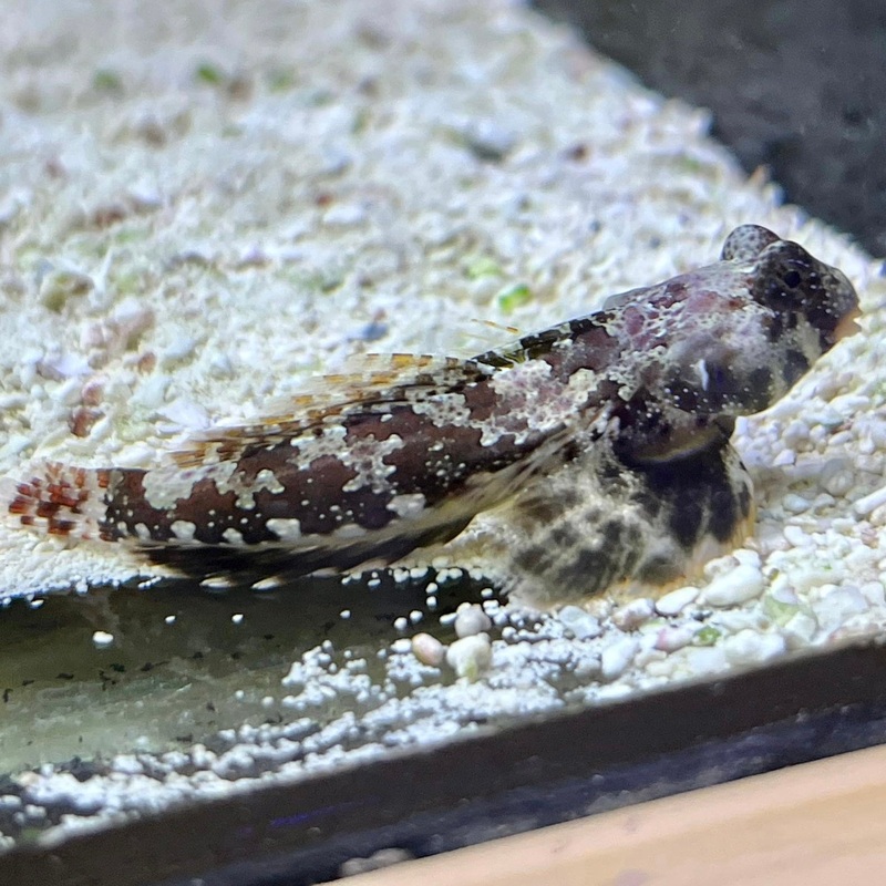 Scooter Blenny