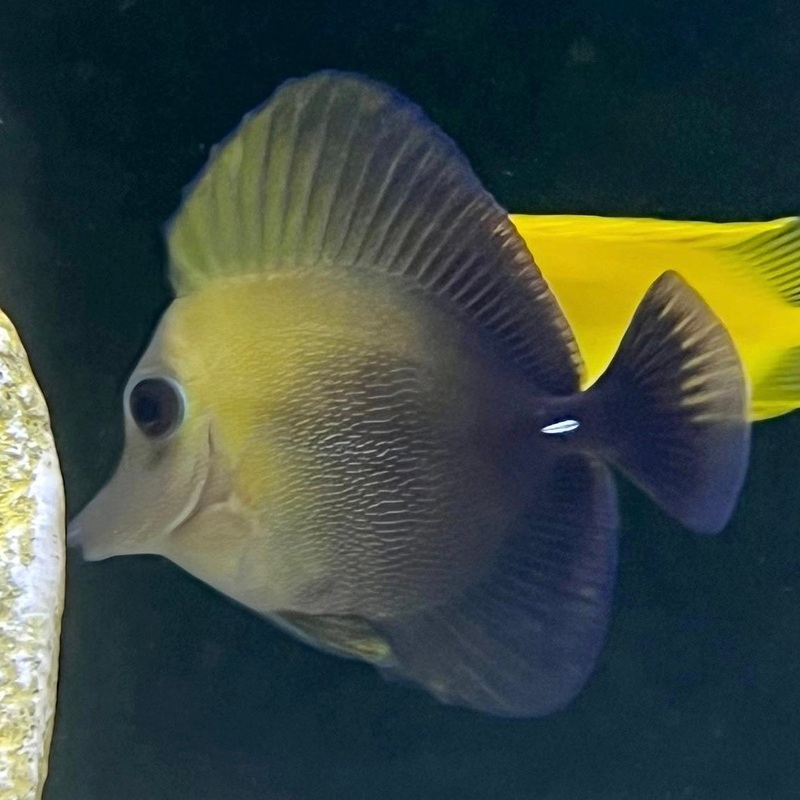 Scopas Tang