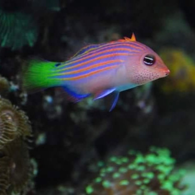 Six Line Wrasse - In-Store Pickup Onnly