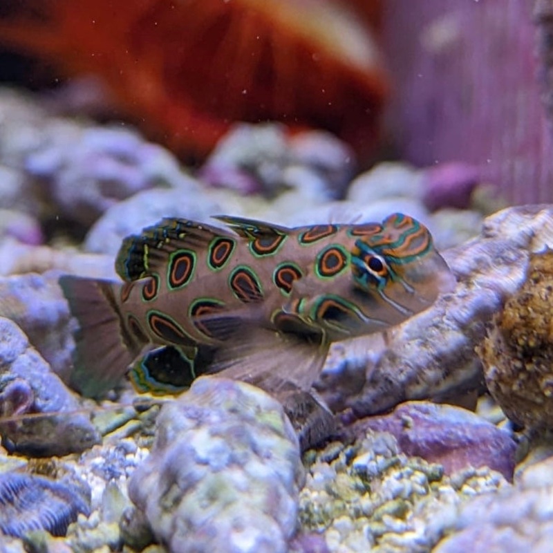 Spotted Mandarin