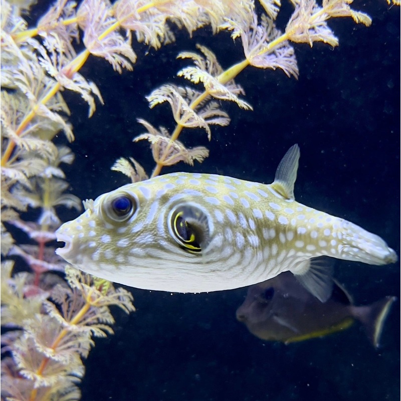 Stars & Stripes Puffer