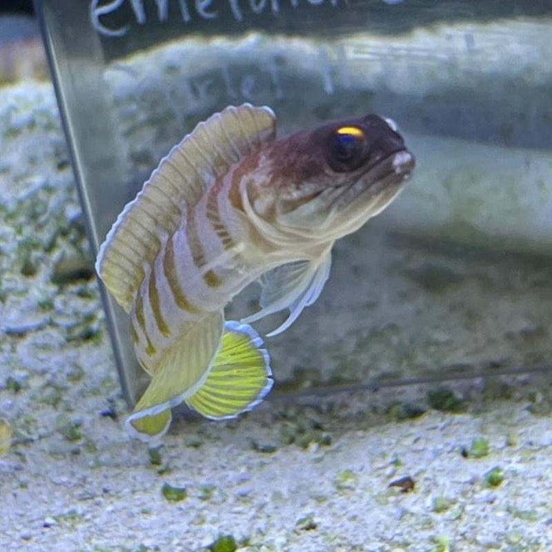 Tiger Jawfish