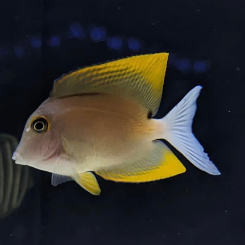 Tomini Bristletooth Tang