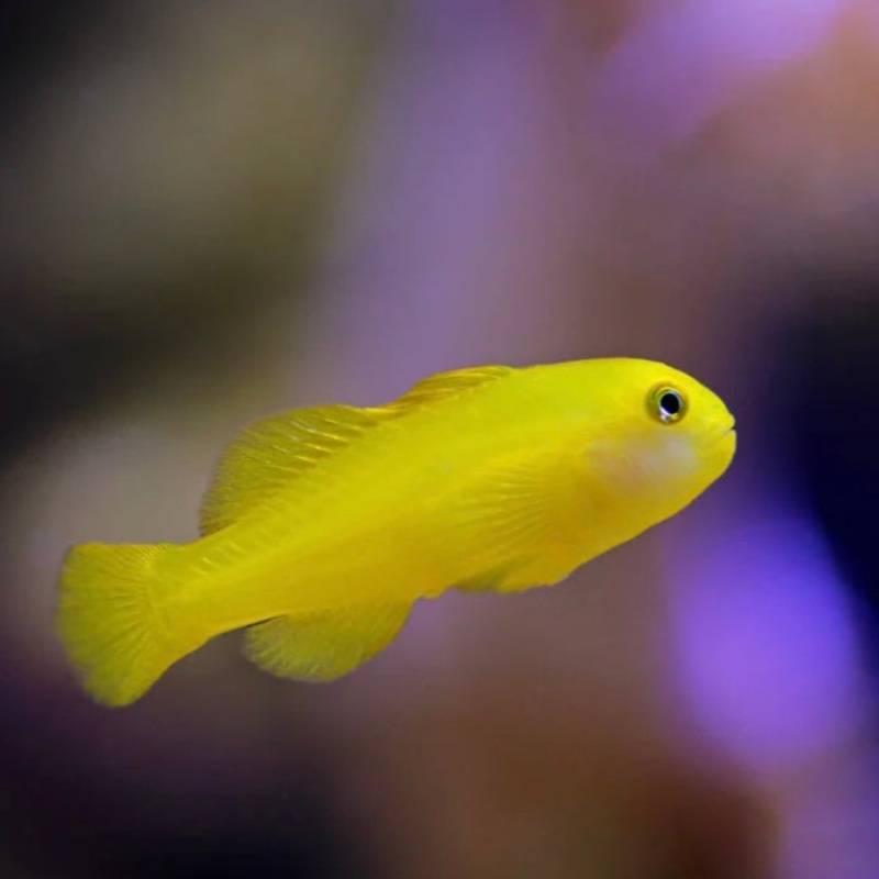 Yellow Clown Goby