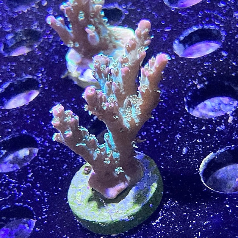 ACI Dream Weaver Acropora