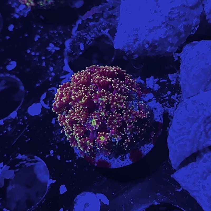 ACI Honeysuckle Goniopora