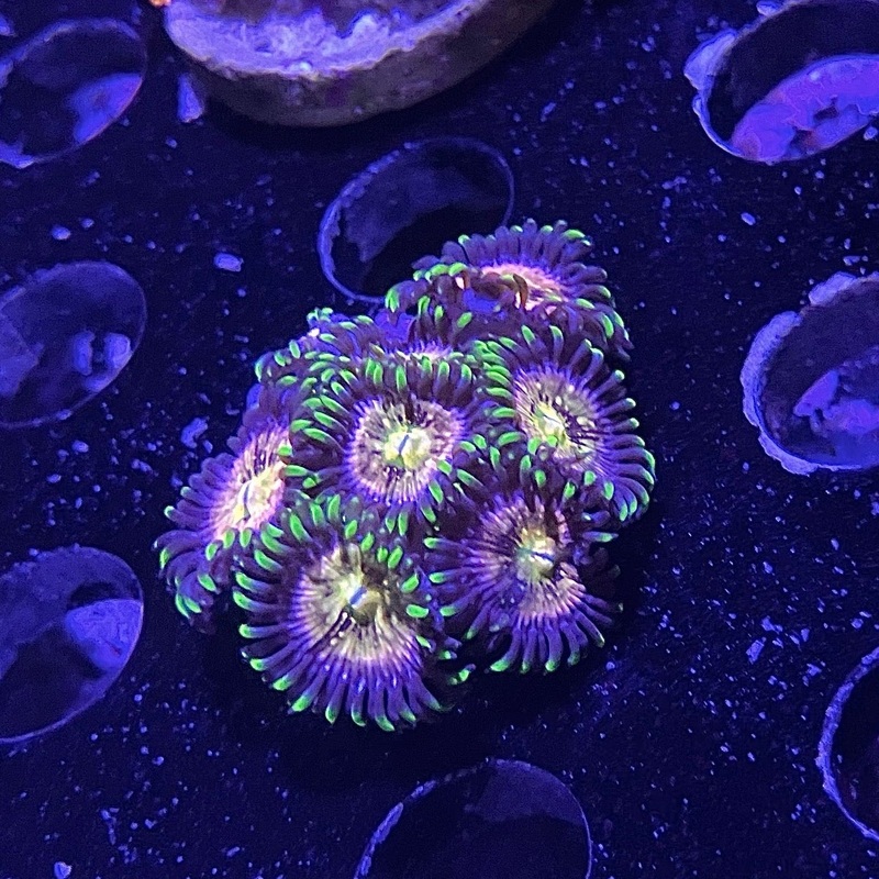 ACI Nirvana Zoanthid Frag