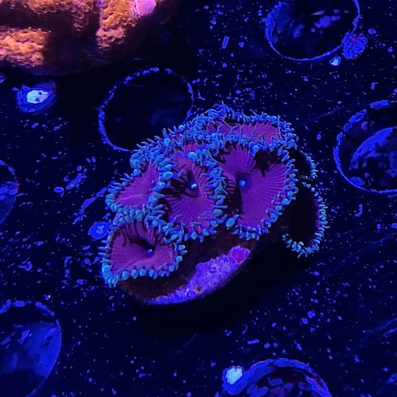 ACI Purple Urple Zoanthid Frag