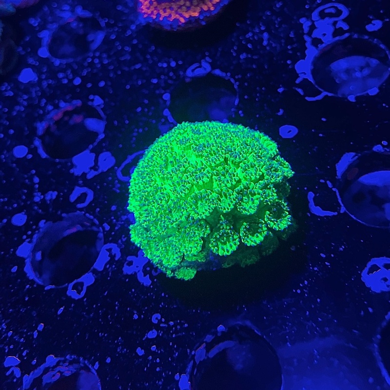 ACI Toxic Green Versipora