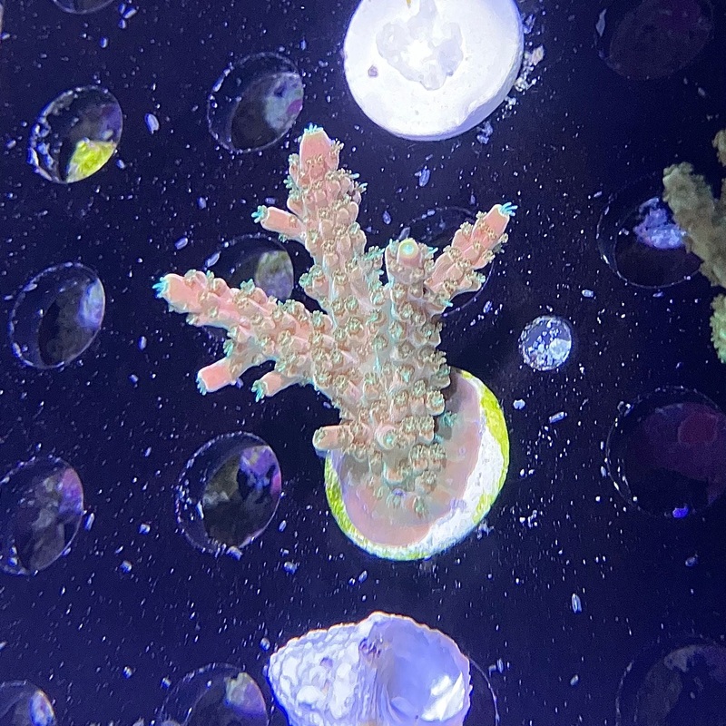 ACI Unicorn Bubblebath Acropora