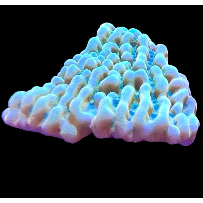 ASD Rainbow Phoenix Montipora