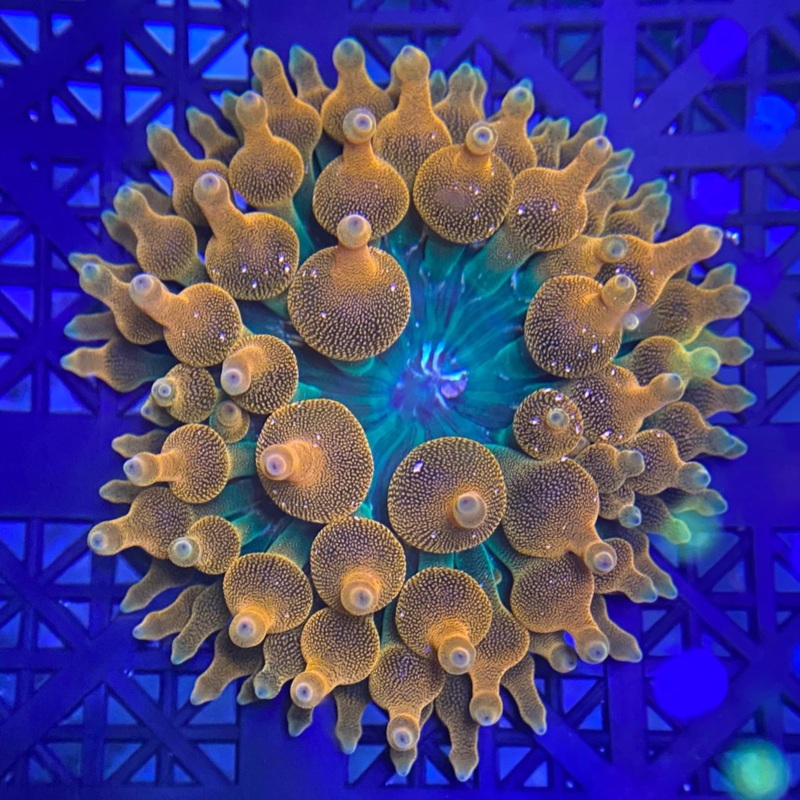 Assorted Rainbow Bubble Tip Anemone - Small 1.5"-2"