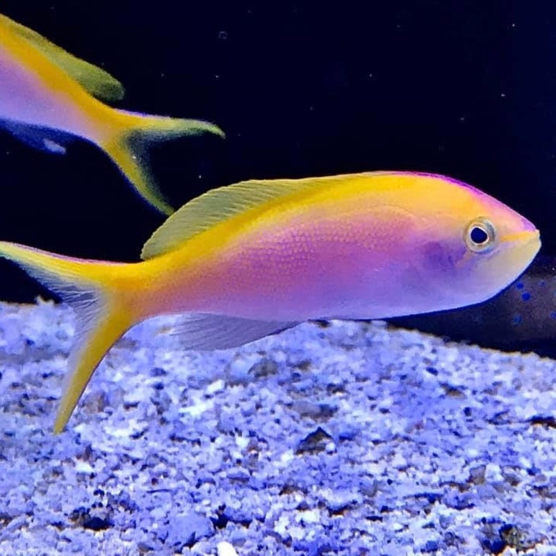Bartlett's Anthias | Female/Juvenile